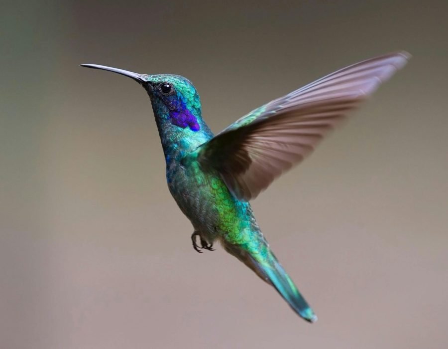 SW Hummingbird