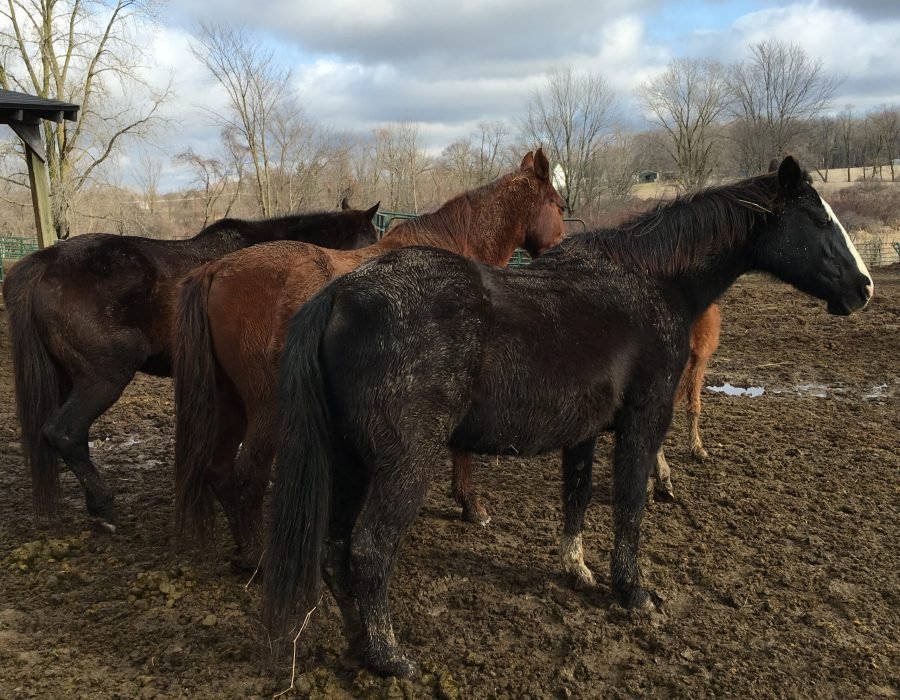 pretty ponies