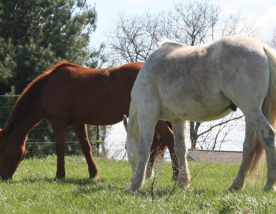 sw lewis raleigh pair